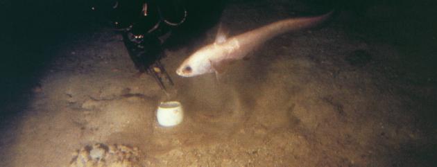 A deep water fish probes Jason Jr's mechanical arm