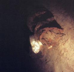a rusty portion of the sunken ship