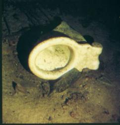 A tipped over toilet bowl